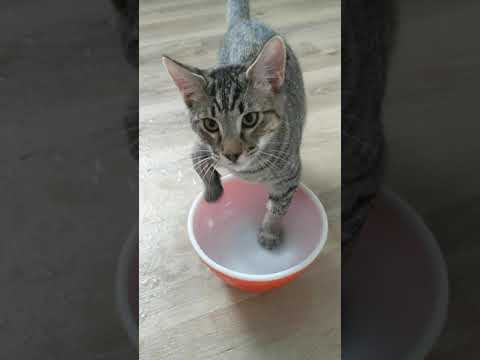 Kitten vs ice cold water