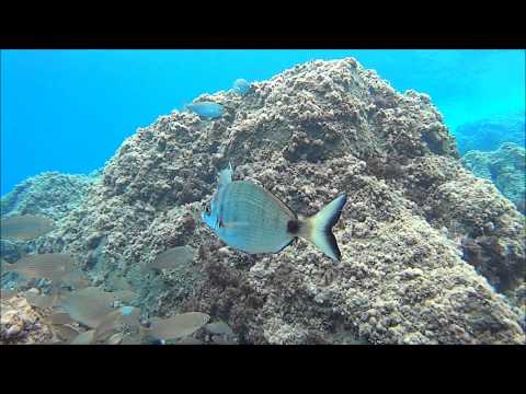 Diplodus sargus