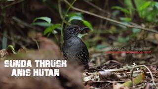Download lagu SUNDA THRUSH|ANIS HUTAN|PUNGLOR BATU mp3