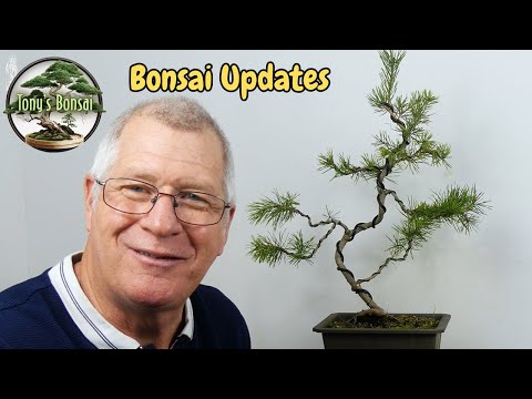 You Won't Believe How Easy Scots Pine Bonsai Styling Can Be