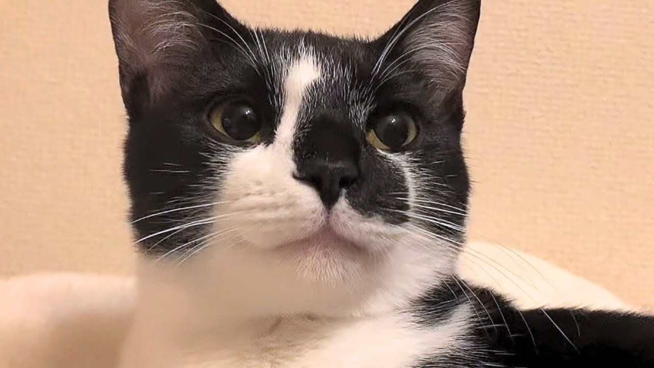 お名前呼んだら“ンン”ふみふみする猫