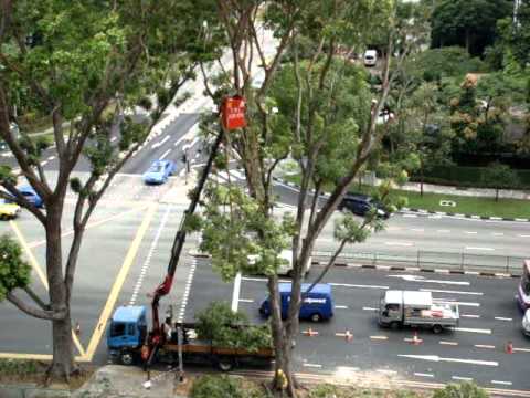 download lagu mp3 mp4 Tree Cutting Services Singapore, download lagu Tree Cutting Services Singapore gratis, unduh video klip Tree Cutting Services Singapore