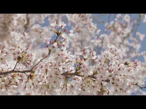 Cherry Blossoms 4K😍 - No Copyright