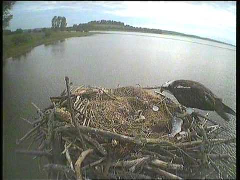 3rd Chick Hatches at Manton Bay