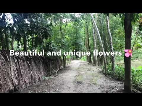 Beautiful and unique flowers compilation