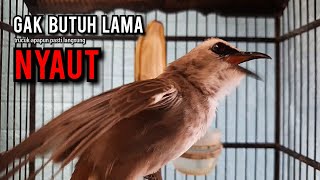 Download lagu trucukan gacor TARUNG ROPEL PANJANG pancingan trucukan agar bunyi jadikan burung trucuk gacor EMOSI mp3