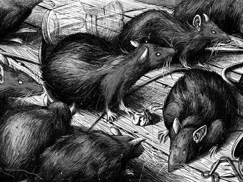 The Rat Man - Case Studies