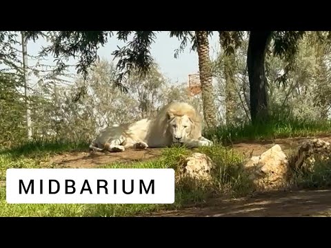 הסרטון הזה ייקח אתכם לטיול במדבריום בבאר שבע