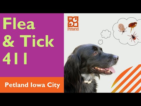 The 411 On Fleas & Ticks