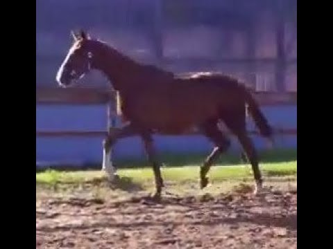 SOLD 2015 interessting priced Hanoverian stallion 16.2 hh now www.sporthorses-online.com