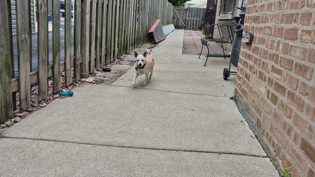 Enlarge JC, a ADOPTABLE mixed breed in Aurora, IL video 6/6