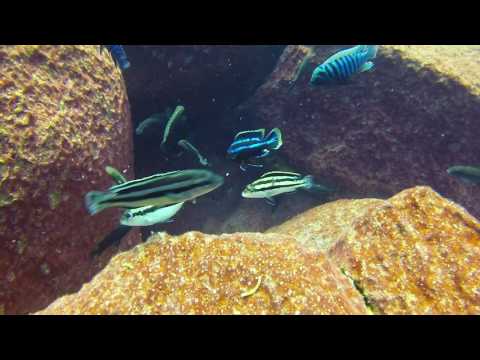Melanochromis loriae a Linganjala Reef