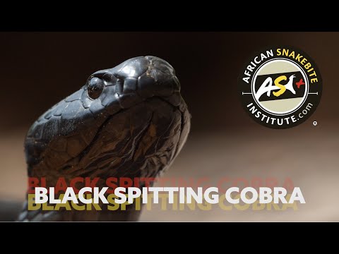 The Deadly Dozen - Black Spitting Cobra (Naja nigricincta woodi)