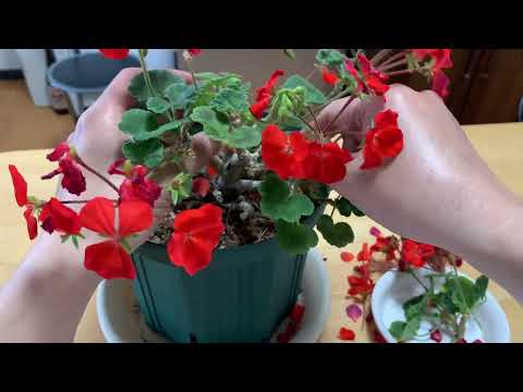 ゼラニウムの手入れ：手間をかけずにたっぷりと開花させるための祖母のレシピ！  庭園