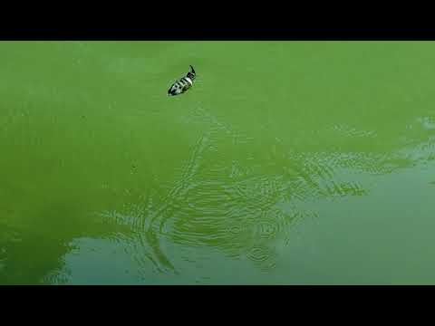 Swimbait Review: 316 Gill Heavy Float **Stock Hooks**