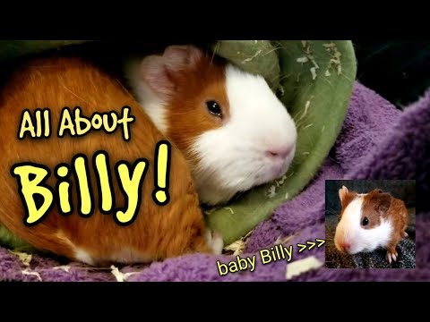 download lagu mp3 mp4 What Is A Cuy Guinea Pig, download lagu What Is A Cuy Guinea Pig gratis, unduh video klip What Is A Cuy Guinea Pig