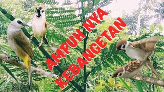 Download lagu suara pikat trucukan dan Gereja sangat ampuh mp3 Download lagu suara pikat trucukan dan Gereja sangat ampuh mp3