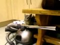 Spike the chinchilla hiding