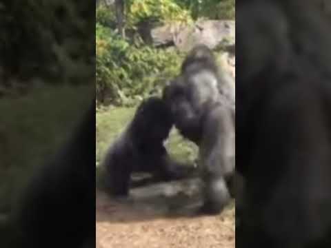 Where&rsquo;s the zookeeper?