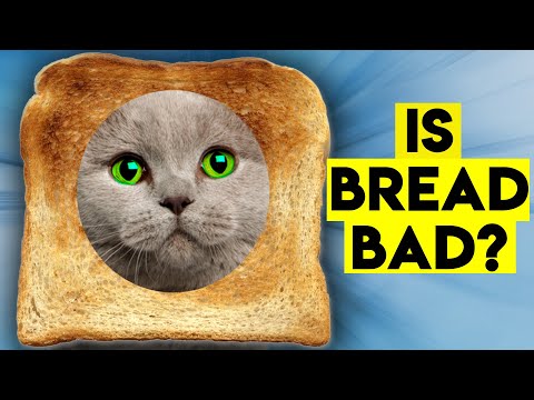 Can Cats Eat Bread? Is It Dangerous? Human Food For Cats