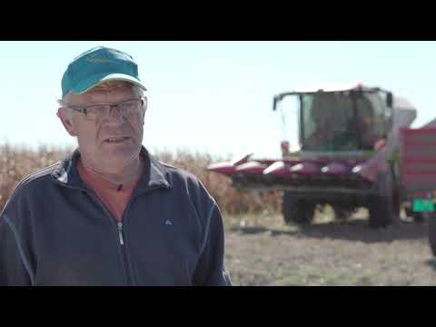 DKC 5031 za sigurnost u proizvodnji kukuruza - U nasem ataru 776