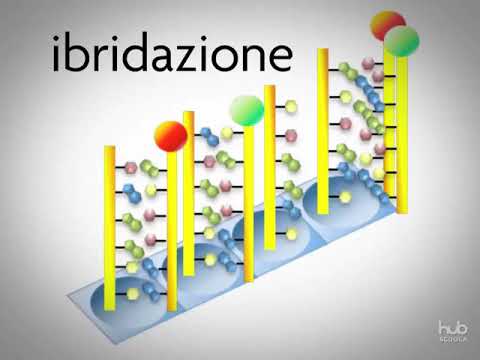 I microarray di DNA