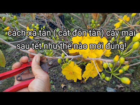 8/1âL/cách cắt đôn tàn cây mai sau khi cho bông tết!giúp cây khỏe chi tàn nhiều.