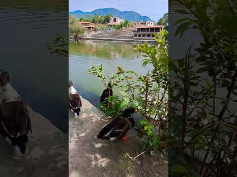 LOS PATOS  EN LA LAGUNA  DE LA YERBABUENA PUEBLO MAGICO 😍