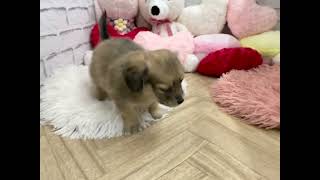 ハーフ犬の動画02