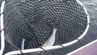 preview picture of video 'Fish Temagami Ep2 - Thunderstick Walleye & A Massive Pike!'