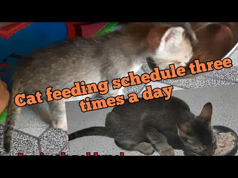 How to feed your cat||My Daily routine for my cat||Everyday routine of feeding cats.