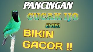 Download lagu PANCINGAN CUCAK IJO GACOR BIKIN EMOSI LAWAN !! #kicaumania #cucakijogacor #cucakijofullisian mp3