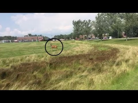 Deerjason Chases a Deer