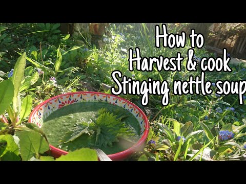 How to harvest & cook Stinging Nettle Soup 🌿