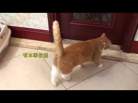 papi酱 - 小咪不想大咪【papi家的大小咪】