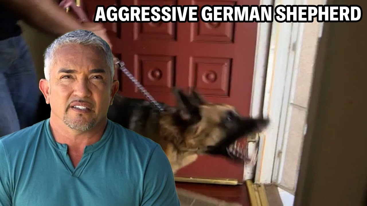 How To Know If A Dog Is Protective, Insecure, Or Aggressive | Cesar 911 Season 2, Ep. 2 - Part 1
