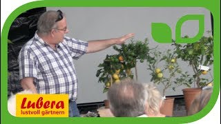 Geschichte der Citrus - Die Herkunft der Bitterorange 'Chinotto'