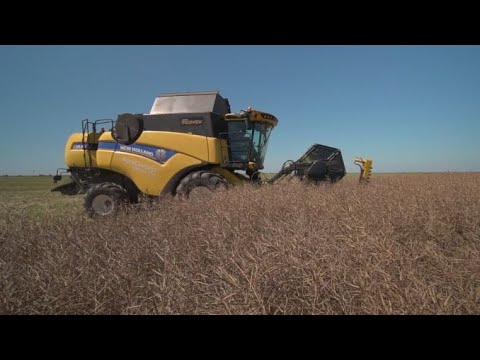 Recoltare rapiță: cum optimizezi tehnologia în condiții de secetă!