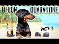 Ep#2: Life on QUARANTINE - PART 2 (Funny Dogs Staying Home!)