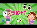 THE SENSE OF SIGHT  | Educational Videos for Kids