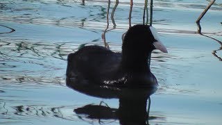 The Diving Duck Blues