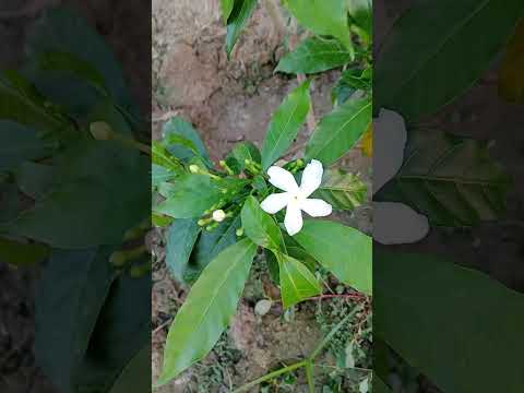 Mini chandani and Hybrid chandani