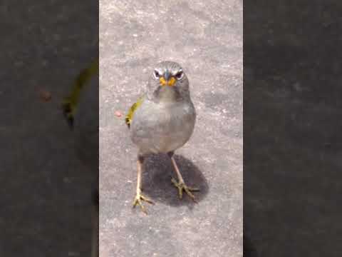 RDF$$$ @AxelAlberigi e @camaradeecostv - Apesar de Tudo prod. nnay (Clipe @ruadoflow)