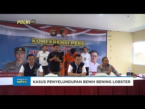 POLDA SUMSEL UNGKAP PENYELUNDUPAN BENIH BENING LOBSTER