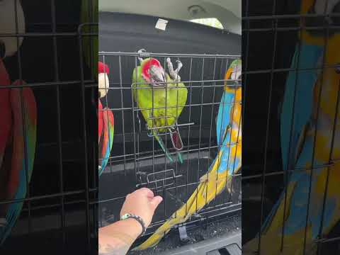 How excited are my macaws for their free flying?! 🦜 #parrots #macaw #bird