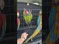 How Excited Are My Macaws For Their Free Flying Parrots Macaw Bird