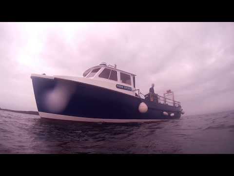 ege , Dive day 2017. Seals in the shallows.