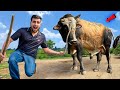 Jersey Bull पकड़ा गया ️THE END JERSEY