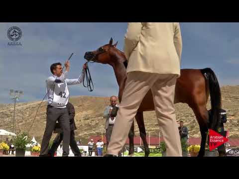 N.42 QUIMONANT - 2017 SPANISH NATIONALS - 3 Years Old Colts (Class 6)