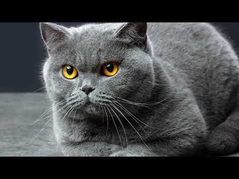 How To Brush Your British Shorthair Cat